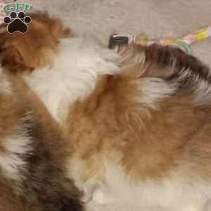 Sugar Plum- Toy, Pomeranian Puppy